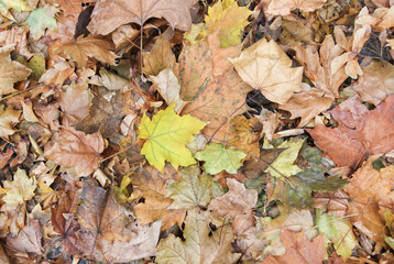 Herbst Laub Herbstlaub Hintergrund