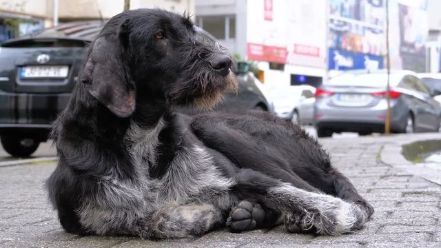 Stray Shaggy Dog lies on a City Street against the Background of Passing Cars and People. An abandoned curly dog sits on the street outdoor.
