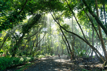 Sun Rays Shine Through Jungle Rain Forest in Osa Peninsula, Costa Rica