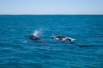 Fototapeta premium Humpback whale mother and calf on surface of ocean, Coral Bay Australia 
