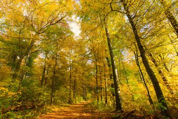 Fototapeta na wymiar Baumschönheiten, Indian Summer, Schönheit des Herbstes in Wald und Park, Spätsommer, wundervolle Farben, weiches, stimmungsvolles Licht :)