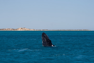 Fototapeta premium Humbak szpieg skacze na powierzchni oceanu z wybrzeżem w tle, Coral Bay, Australia Zachodnia, Australia
