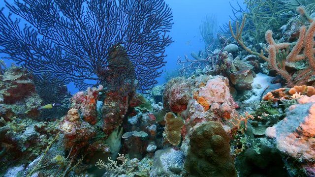 Seascape of coral reef in Caribbean Sea around Curacao at dive site Smokey's  with black gorgonian coral and green moray eel