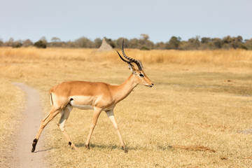 Common Impala (Aepyceros melampus)