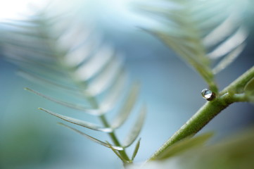 エバーフレッシュの樹液3