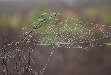 Spinnennetz mit Tautropfen im Morgennebel an einem Herbsttag