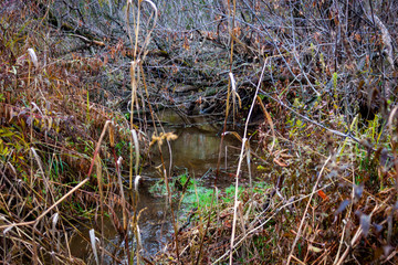 grass in the forest