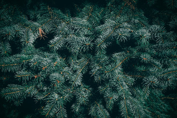 Naklejka na ściany i meble Green branches of fir or pine tree. Christmas background.
