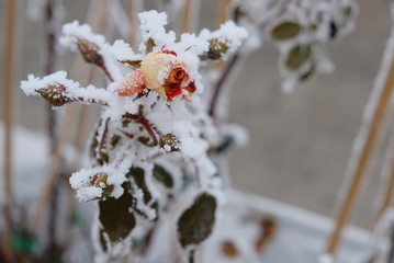 Rosenblüte im Schnee