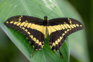 Papilio those