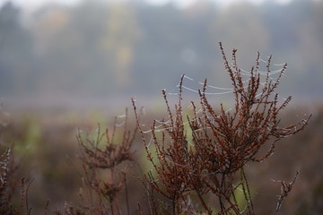 Spinnennetz mit Tautropfen im Morgennebel an einem Herbsttag