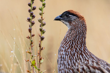 Closeup view of Erckel's Francolin (pternistis erckelii), profile view. Local plants in the background. On Mauna Kea, Big Island, Hawaii. 
