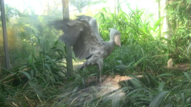 A shoebill (Balaeniceps rex) stork standing surrounded by plants. Funny exotic bird. 