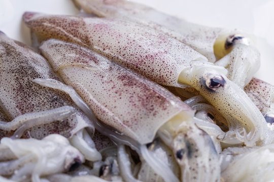 Fresh Squid in plate : ingredient of seafood.