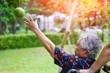 Fototapeta premium Asian senior or elderly old lady woman collect fruits from the tree in garden.