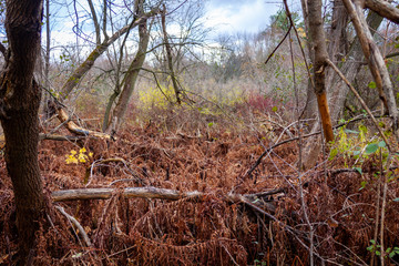 tree in the forest