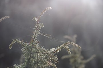 Spinnennetz mit Tautropfen im Morgennebel an einem Herbsttag