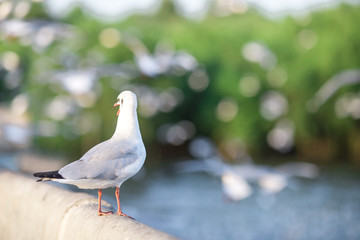 The gulls, flying on the wooden floor, bridges, flying, food from the hands of visitors, wings spread, and flying activities, are the natural beauties of the popular poultry. seasonal
