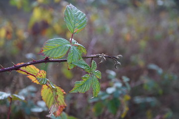 Welkende Blätter an einem Brombeerstauch im Herbst