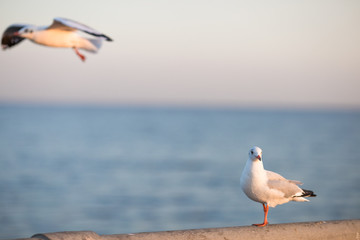 The gulls, flying on the wooden floor, bridges, flying, food from the hands of visitors, wings spread, and flying activities, are the natural beauties of the popular poultry. seasonal