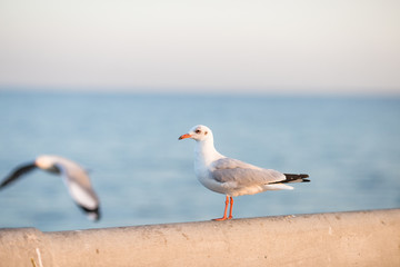 The gulls, flying on the wooden floor, bridges, flying, food from the hands of visitors, wings spread, and flying activities, are the natural beauties of the popular poultry. seasonal