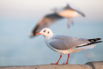 The gulls, flying on the wooden floor, bridges, flying, food from the hands of visitors, wings spread, and flying activities, are the natural beauties of the popular poultry. seasonal