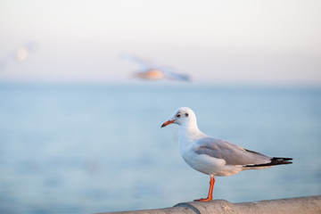 The gulls, flying on the wooden floor, bridges, flying, food from the hands of visitors, wings spread, and flying activities, are the natural beauties of the popular poultry. seasonal