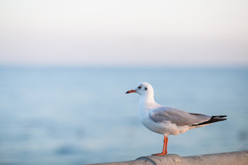 The gulls, flying on the wooden floor, bridges, flying, food from the hands of visitors, wings spread, and flying activities, are the natural beauties of the popular poultry. seasonal