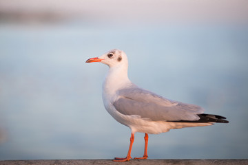 The gulls, flying on the wooden floor, bridges, flying, food from the hands of visitors, wings spread, and flying activities, are the natural beauties of the popular poultry. seasonal