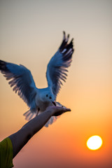 The silhouette of a gull, flying from the hands of a tourist with the sun rising back to the horizon by the sea, some very flying birds, a flying bird wallpaper.