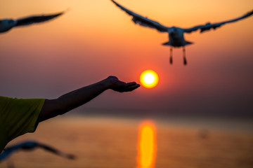 The silhouette of a gull, flying from the hands of a tourist with the sun rising back to the horizon by the sea, some very flying birds, a flying bird wallpaper.