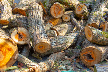 Trees cut and damaged