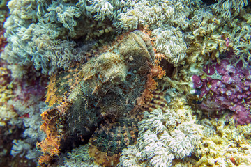 Naklejka na ściany i meble Camouflaged Scorpionfish on Reef - Moalboal, Philippines