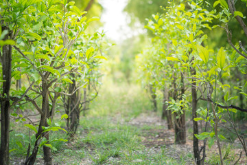 Melientha suavis garden