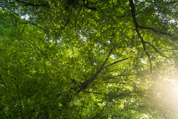 Obraz premium Green tree and blue sky for nature concept