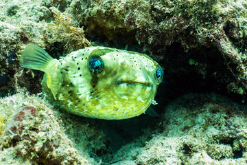 Porcupine Puffer Fish in Borneo © James Kelley