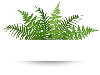 Fern frond frame vector illustration. Polypodiophyta plant leaves decoration on white background. Detailed bracken fern drawing, tropical forest herbs, fern frond grass card border. - obrazy, fototapety, plakaty