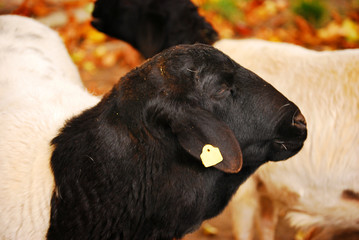 weiße Schafe mit schwarzem Kopf