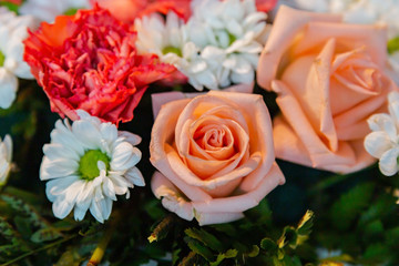 Pink and red flowers bloom and green leaves.