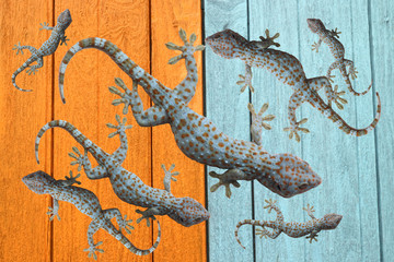 lizard on the wooden wall