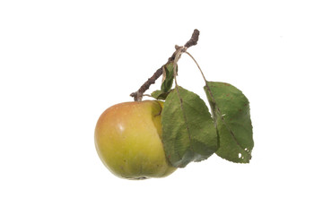apple isolated on white background