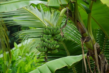 Obraz premium Raw Banana bunch on banana tree in Thailand.