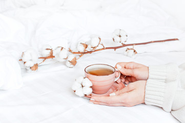 Women hands in white knitted sweater hold cup of hot tea on saucer with delicate cotton flower in the bed. Cozy morning breakfast at home. Lifestyle gentle background Copy Space autumn winter concept