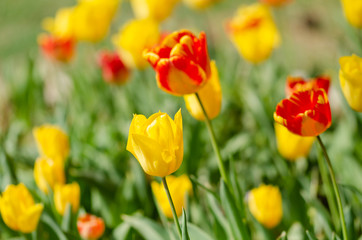 Flower tulips background. Beautiful view of yellow and red tulips under sunlight landscape of spring or summer.