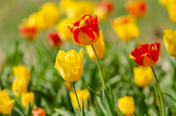 Flower tulips background. Beautiful view of red tulips under sunlight landscape of spring .