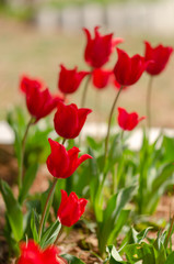 Flower tulips background. Beautiful view of red tulips under sunlight landscape of spring or summer.