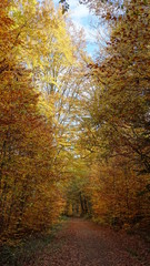Wanderweg im Herbstwald