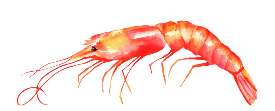 A watercolor drawing of a shrimp, isolated on a white background with a clipping path