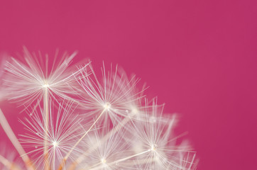 Fluffy dandelion on pink background