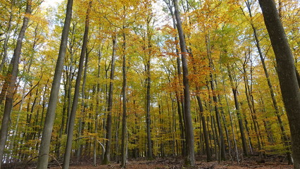 Obraz premium Herbstwald